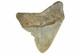 Serrated, Juvenile Megalodon Tooth - North Carolina #297262-1